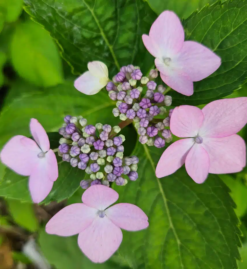 수국이에요 ^^