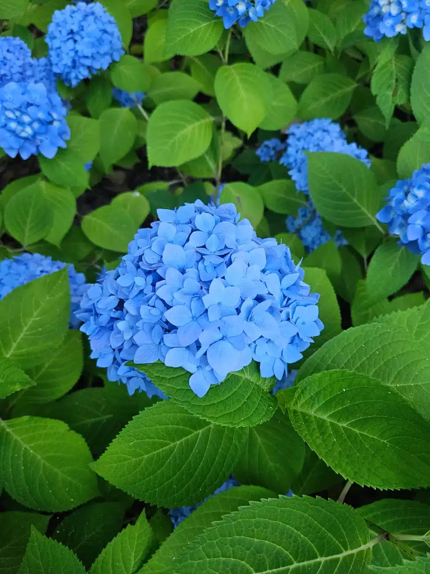 수국이에요 ^^