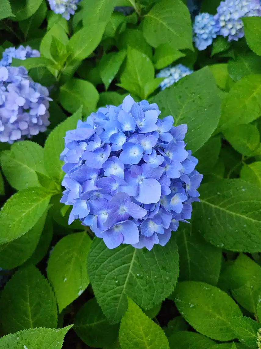 수국이에요 ^^