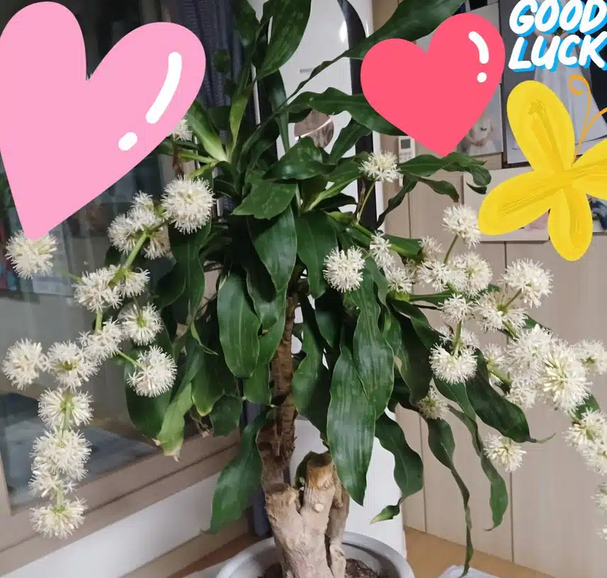 지인 집 행운목 꽃 매년 핀다고 보내 주셨는데...귀한 꽃과 행운 함께 해요.