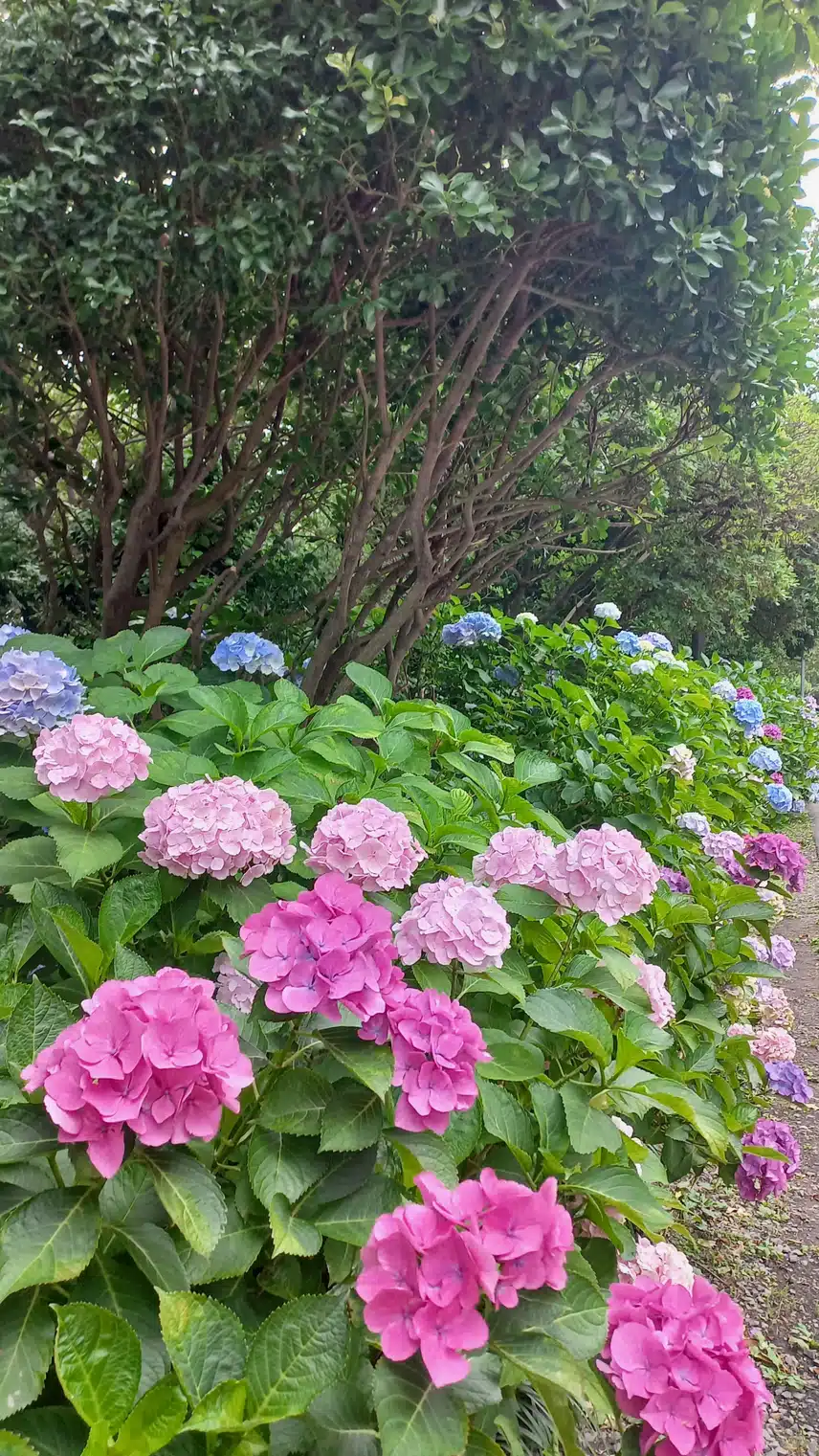 달맞이 수국길 산책