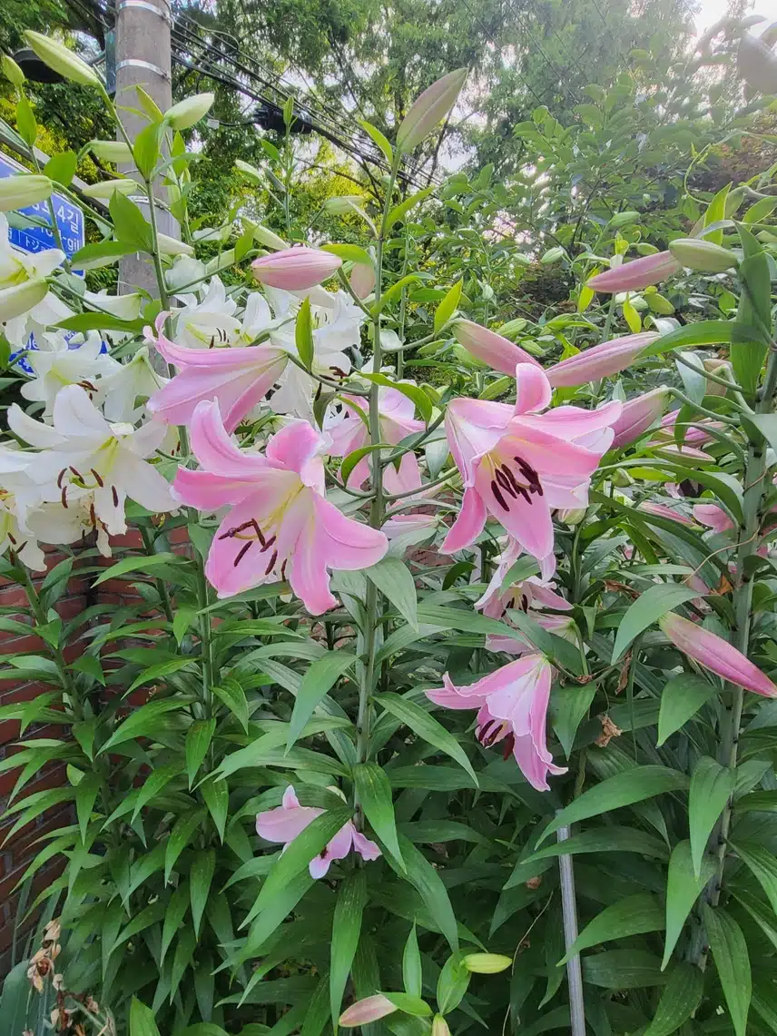 5일만에 출근했더니 이리도 예쁘게 피었네요.