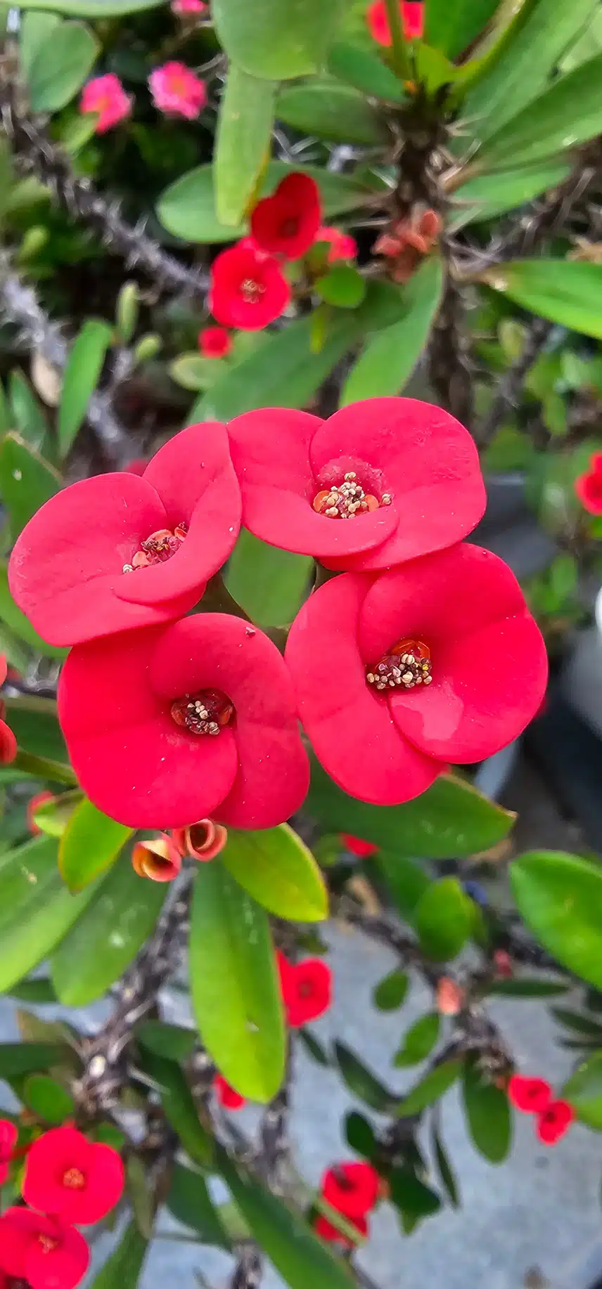 꽃기린