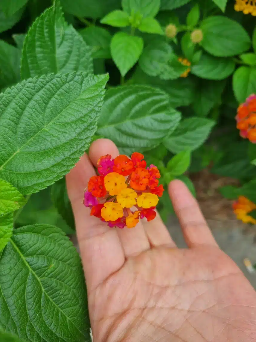 이 아이도 수국일까요?