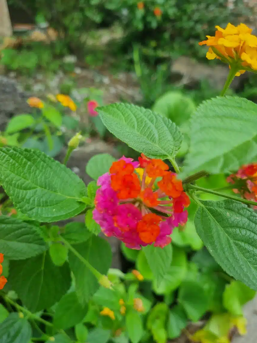 이 아이도 수국일까요?
