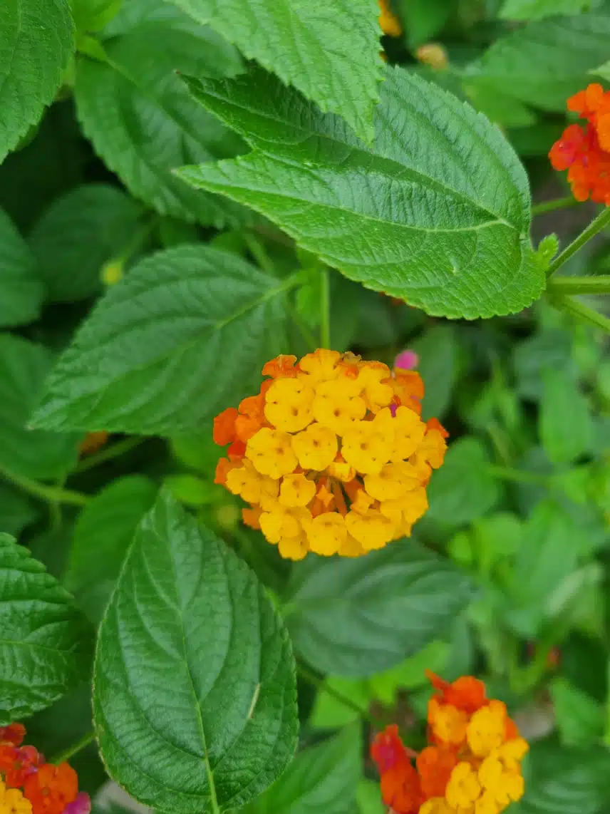 이 아이도 수국일까요?