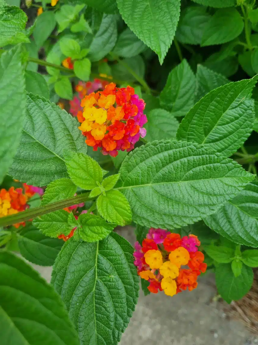 이 아이도 수국일까요?