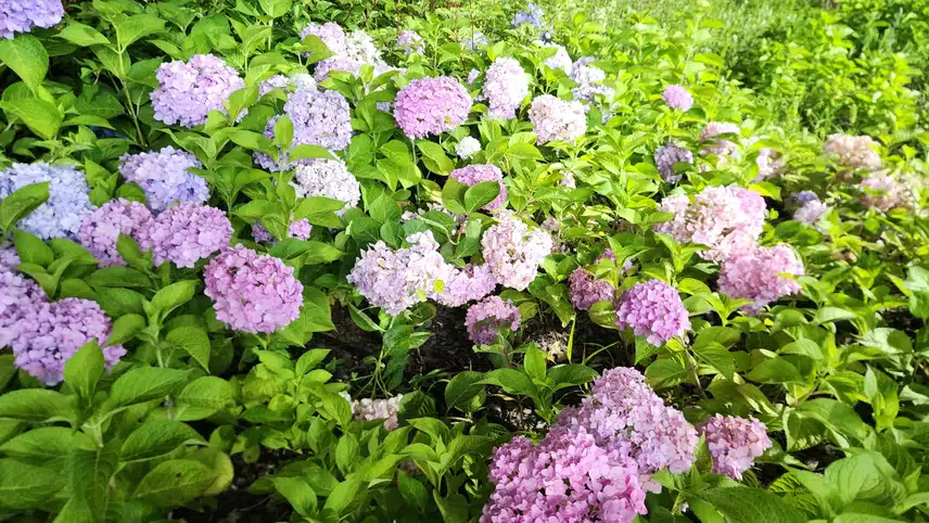 산수국과 수국향에 취한 산책길