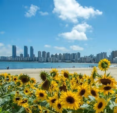 광안리 해바라기