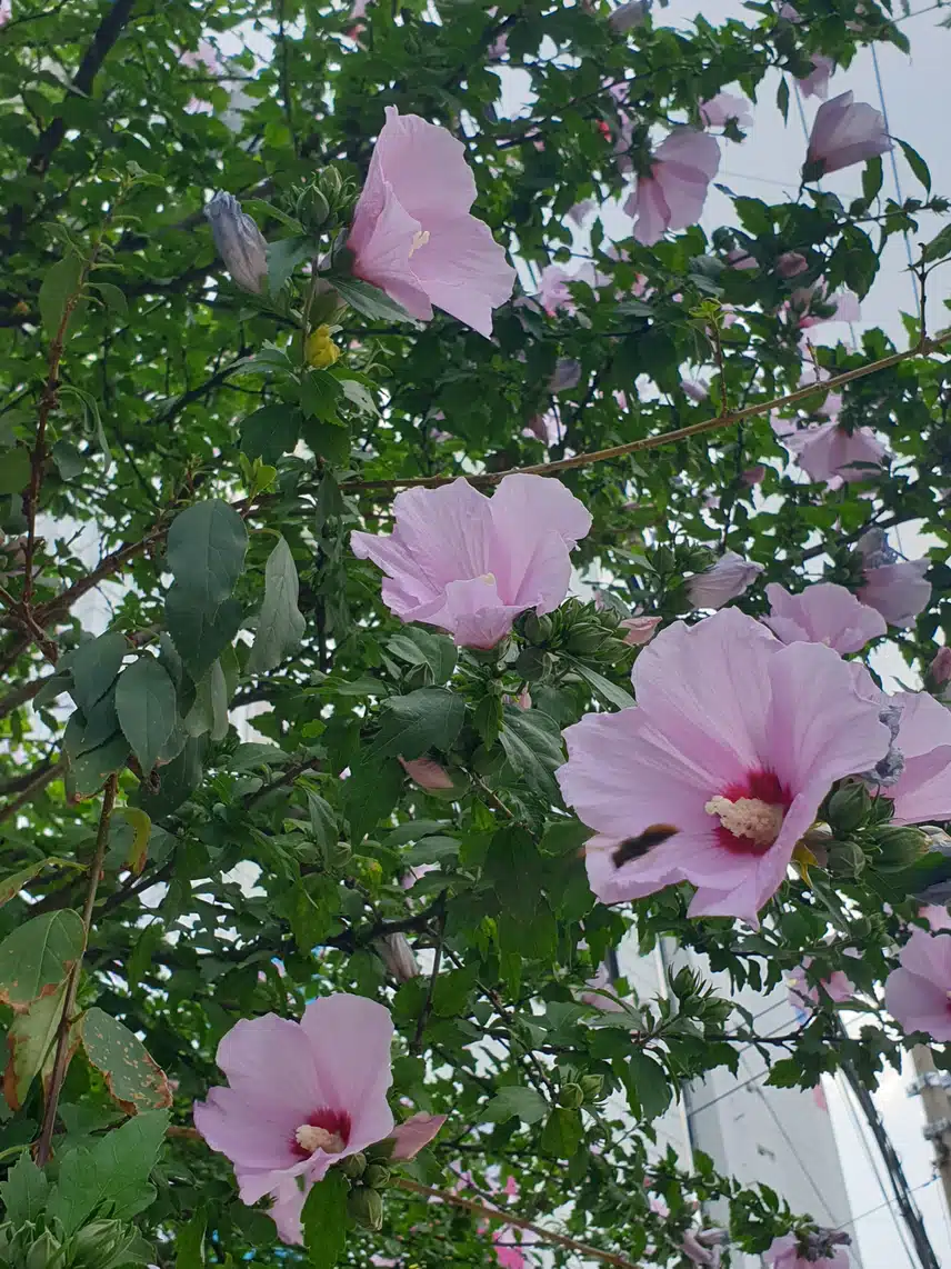 나라꽃 무궁화