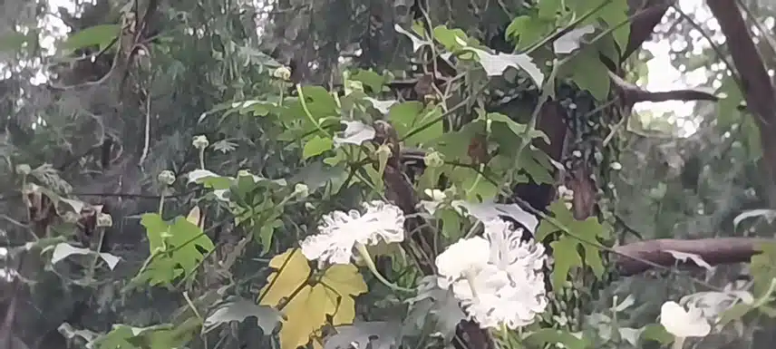 바늘꽃의 반란