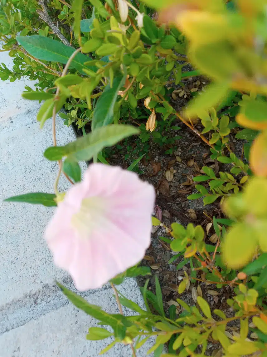 우연히 찍은꽃