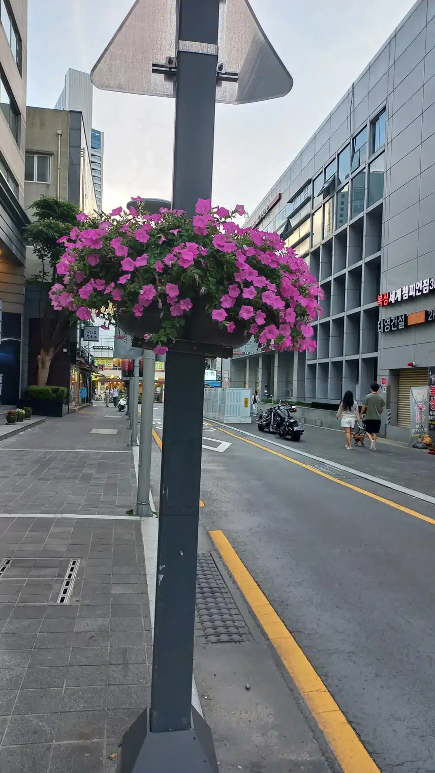 거리를 지키는 꽃
