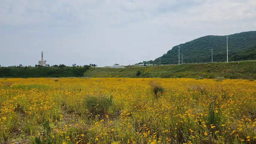 금계국 천지