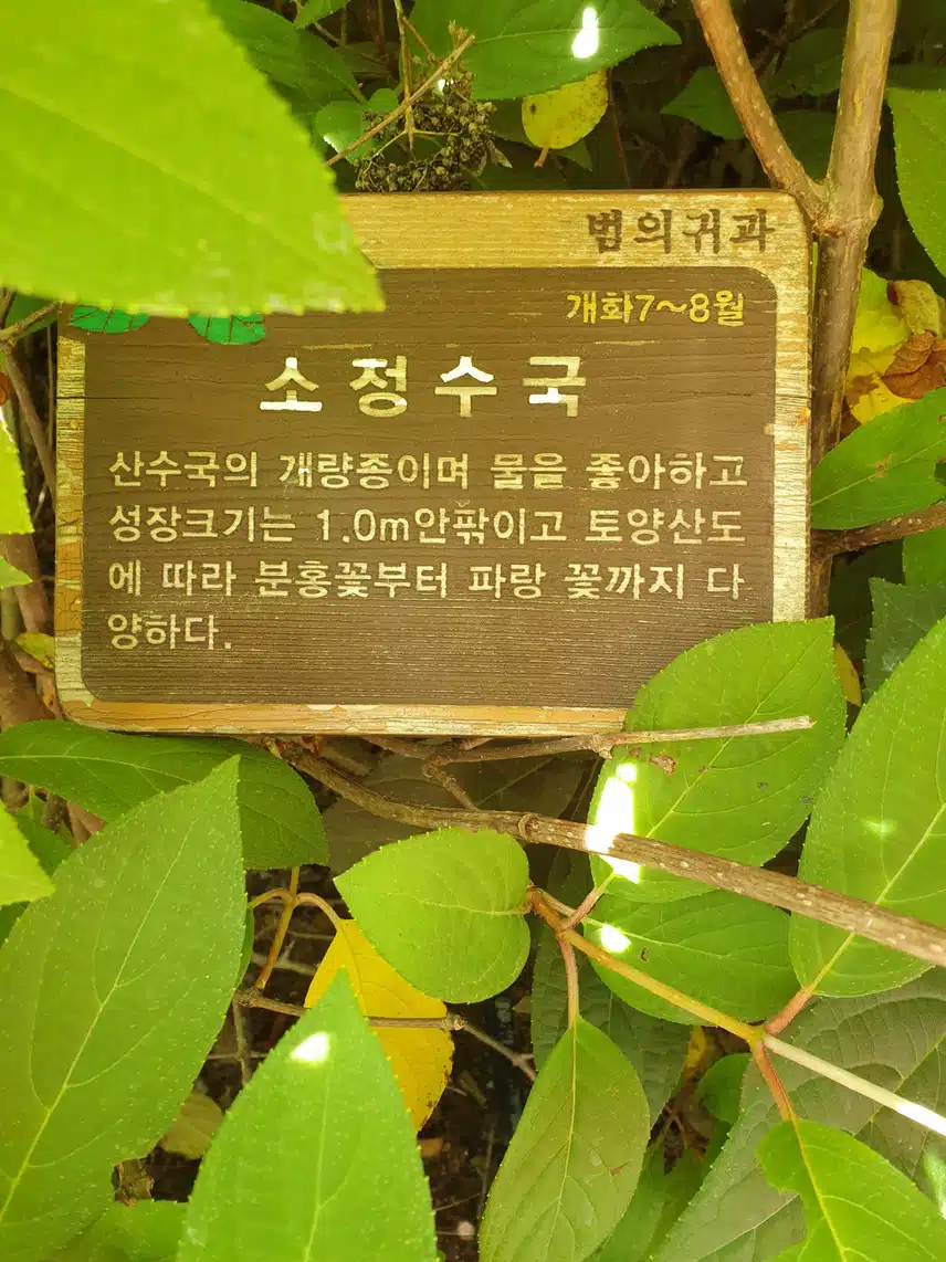 소정 수국