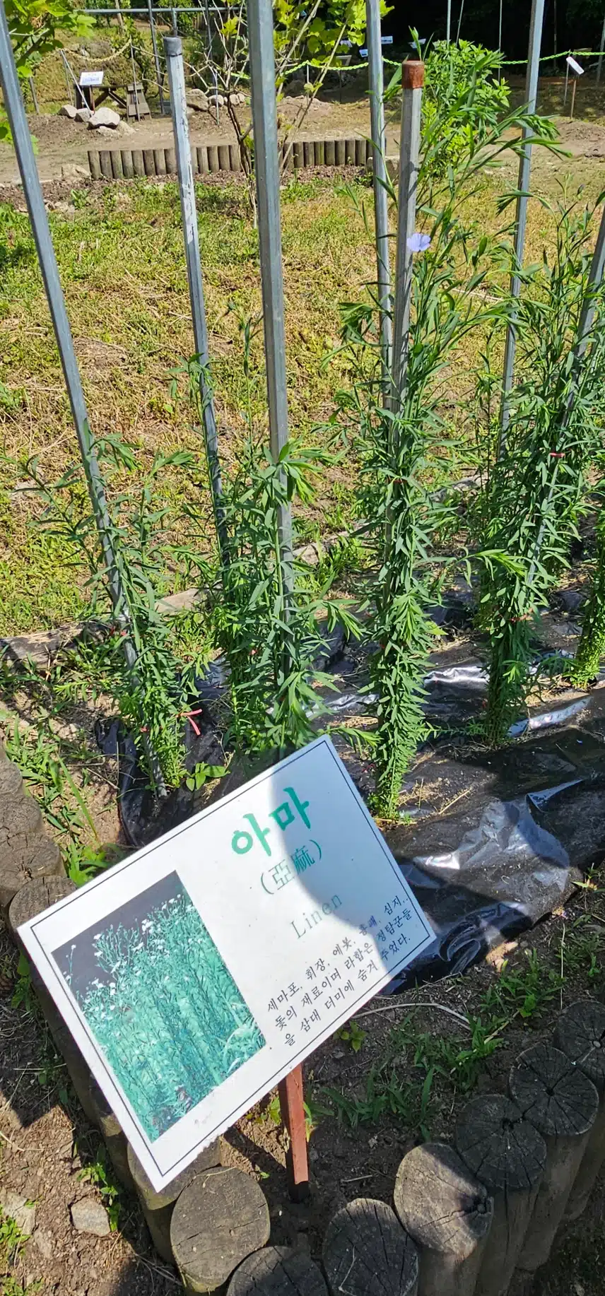 아마