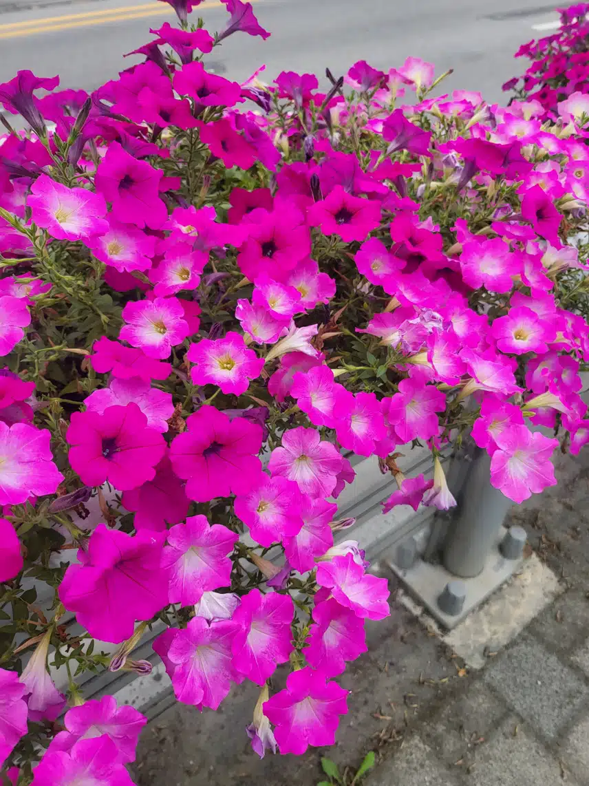도로가의 꽃