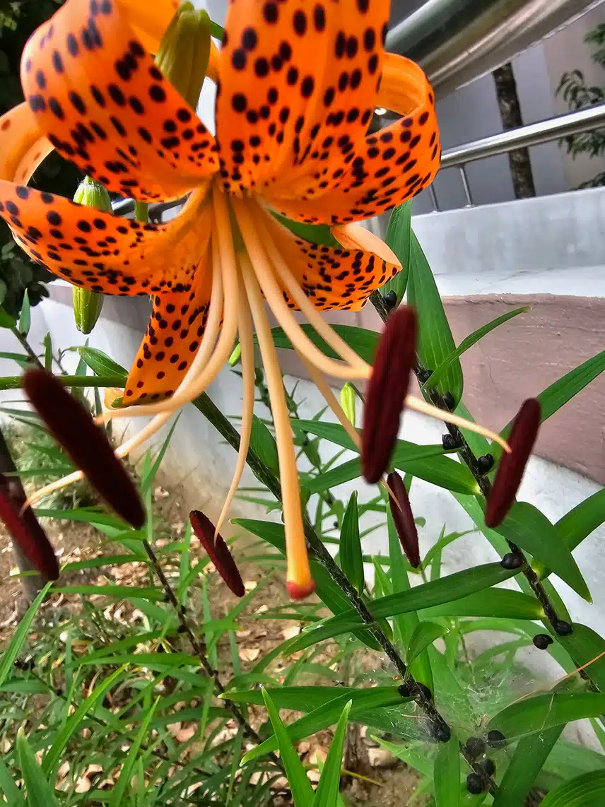 나리꽃