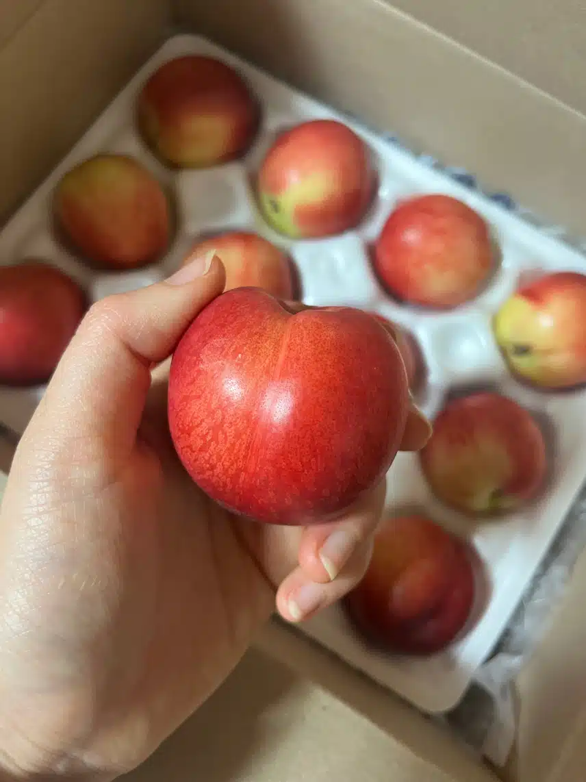 1년에 딱 2주만 만나볼 수 있는 제로딜 신비복숭아 🍑