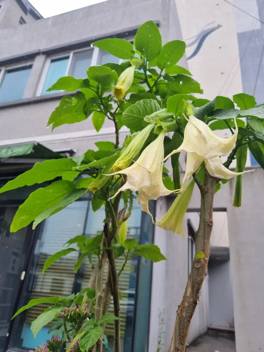 천사 나팔꽃