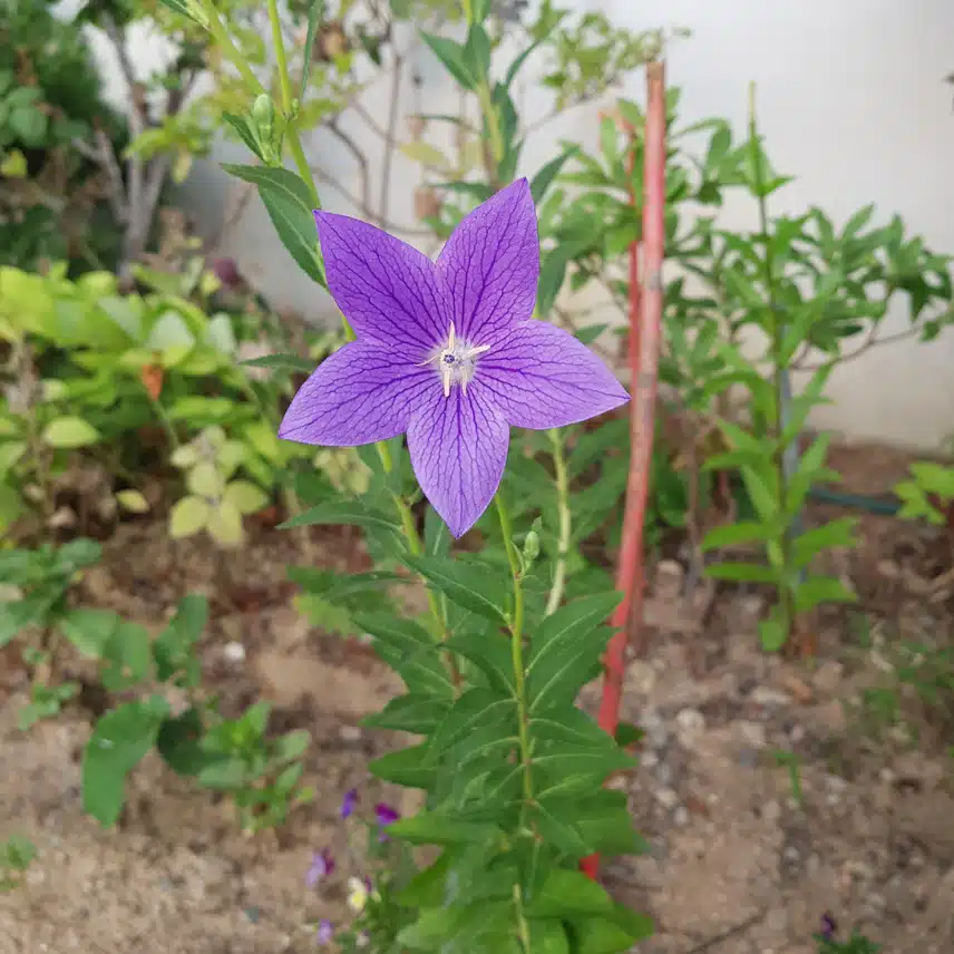 예쁜  보라색