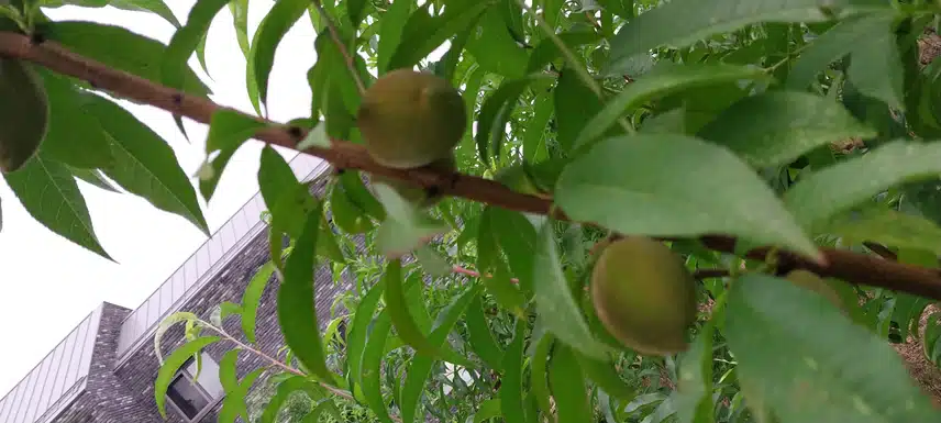 산복숭아(개복숭아)