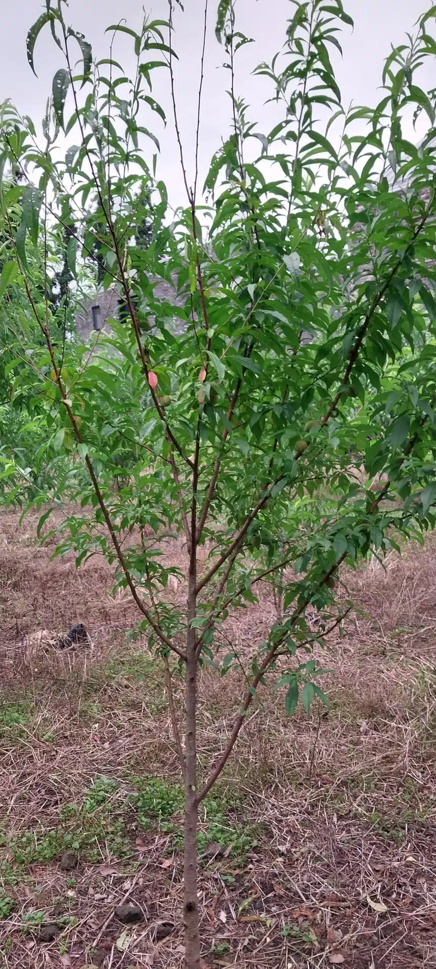 산복숭아(개복숭아)