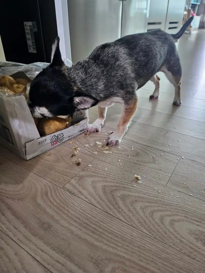 울집 댕댕이 사고침