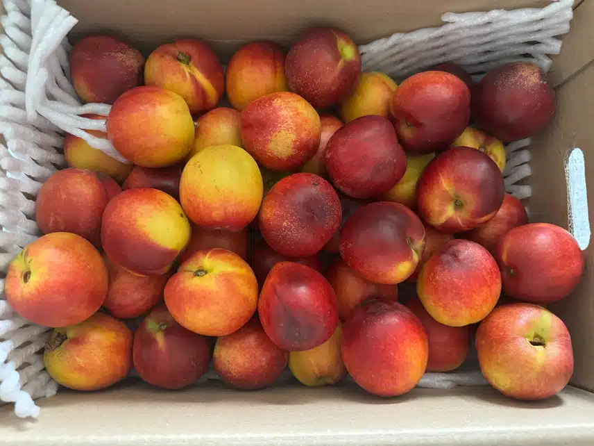 산지직송 천도복숭아 구매했어요.