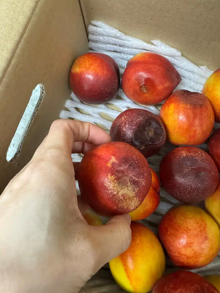 산지직송 천도복숭아 구매했어요.
