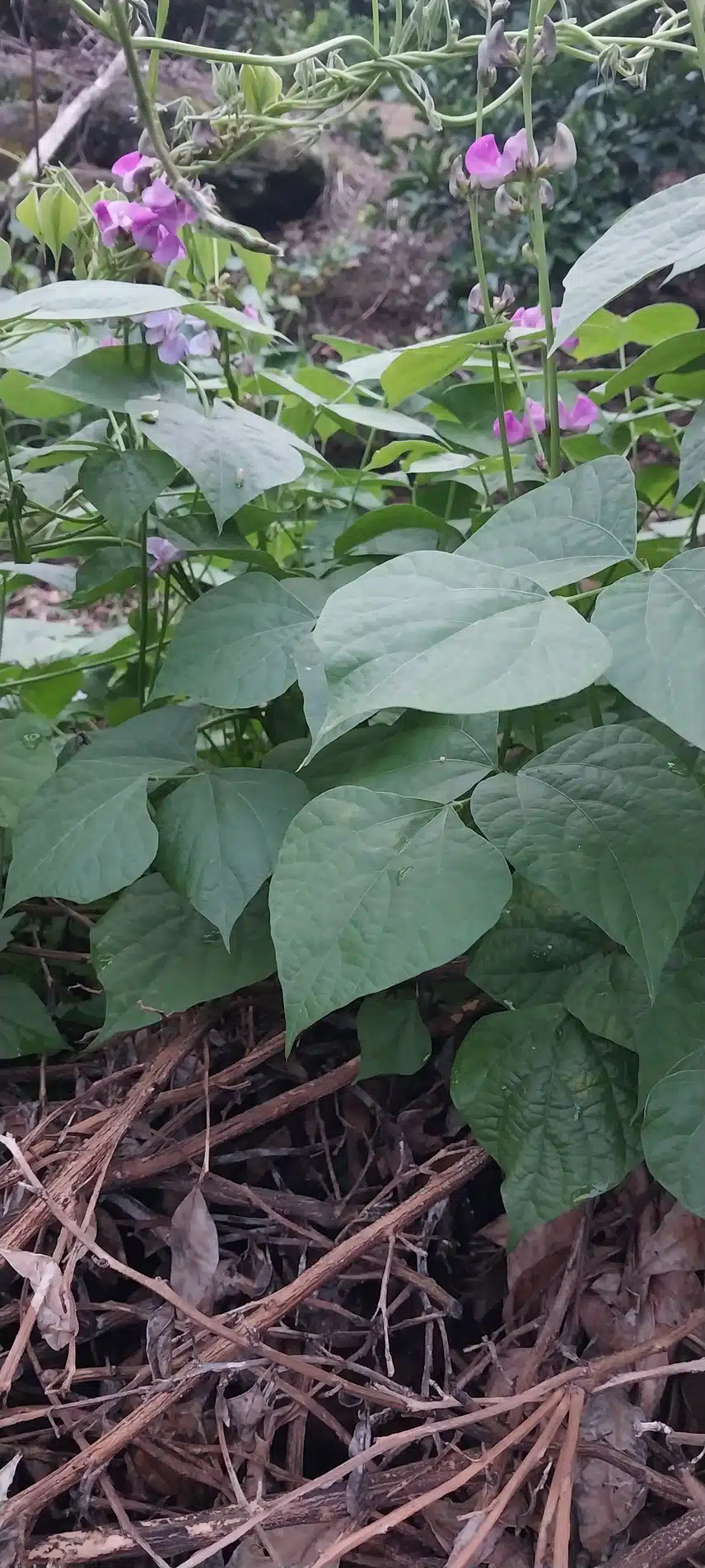 호랑이콩꽃