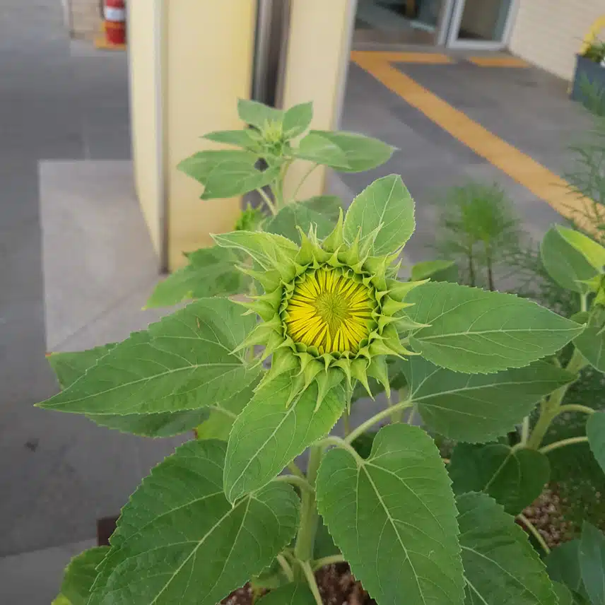 해바라기