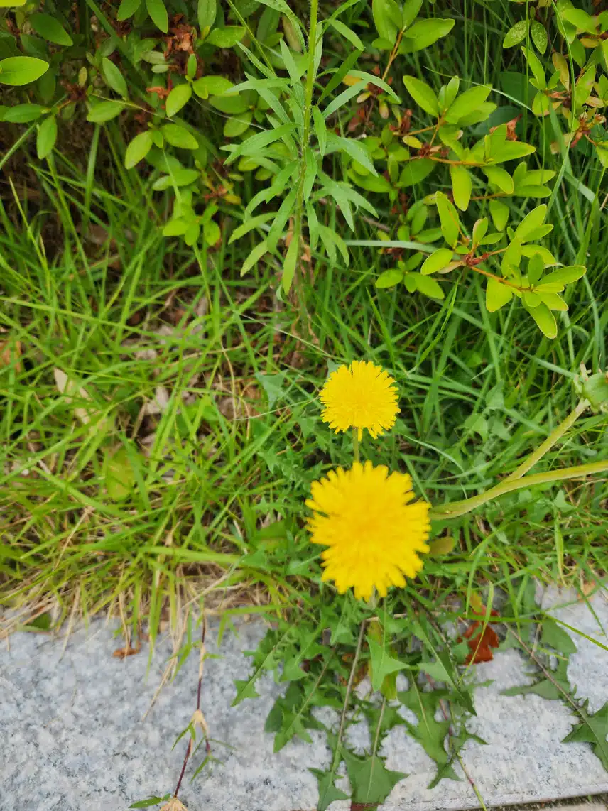 민들레