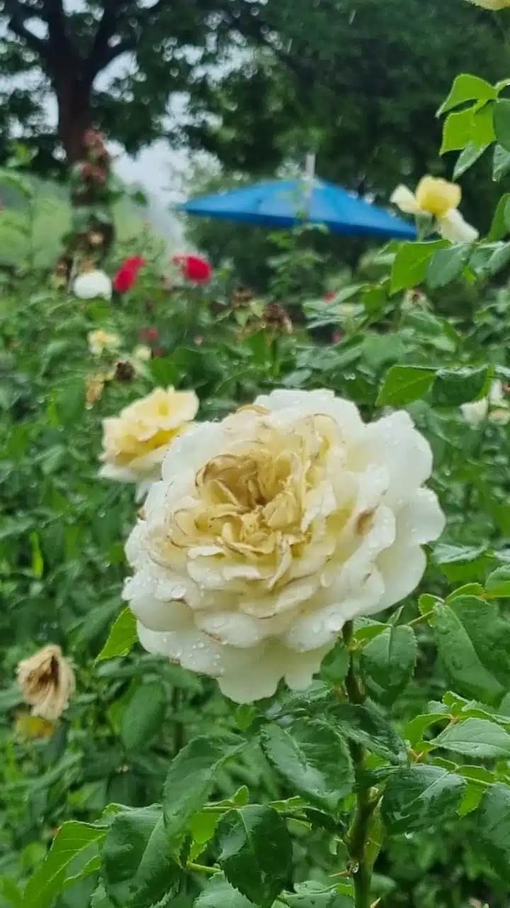 비오는 날