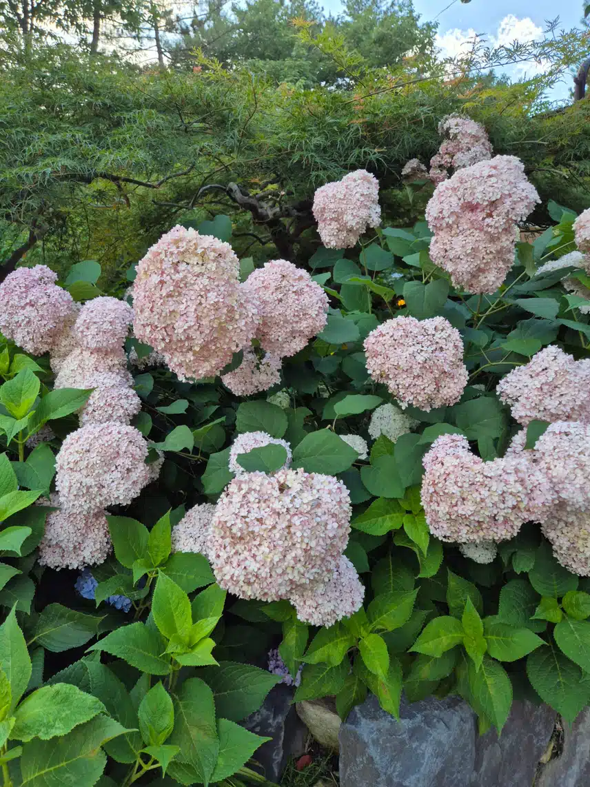 분홍수국-1(4차)