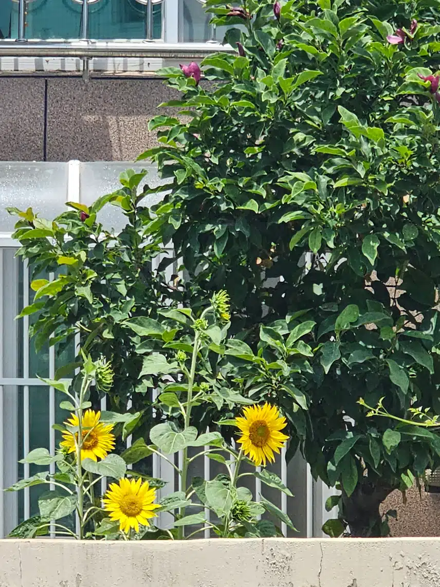 해바라기