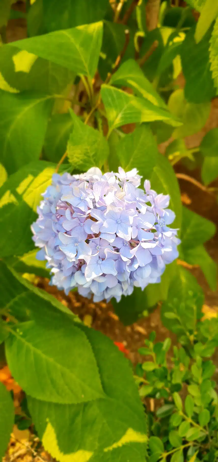 수국