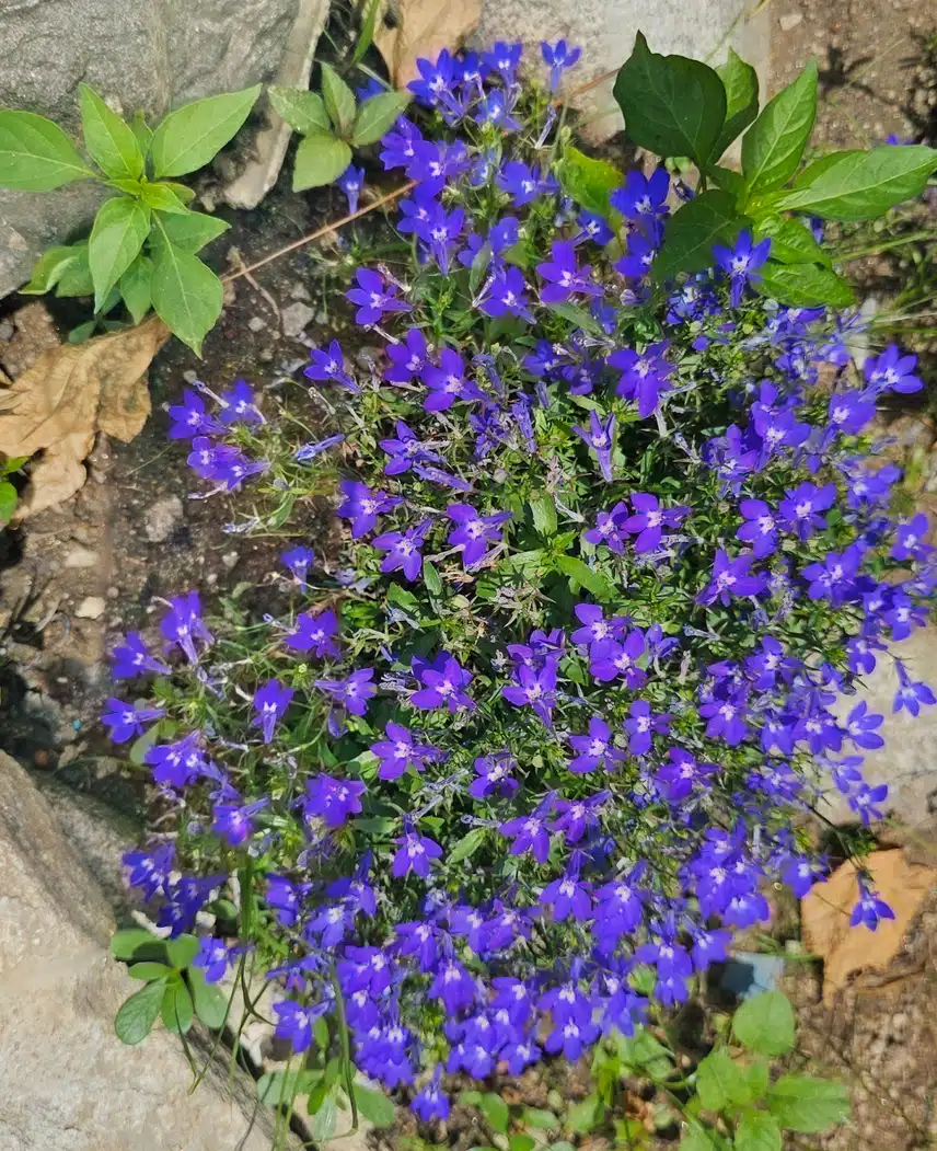 로벨리아