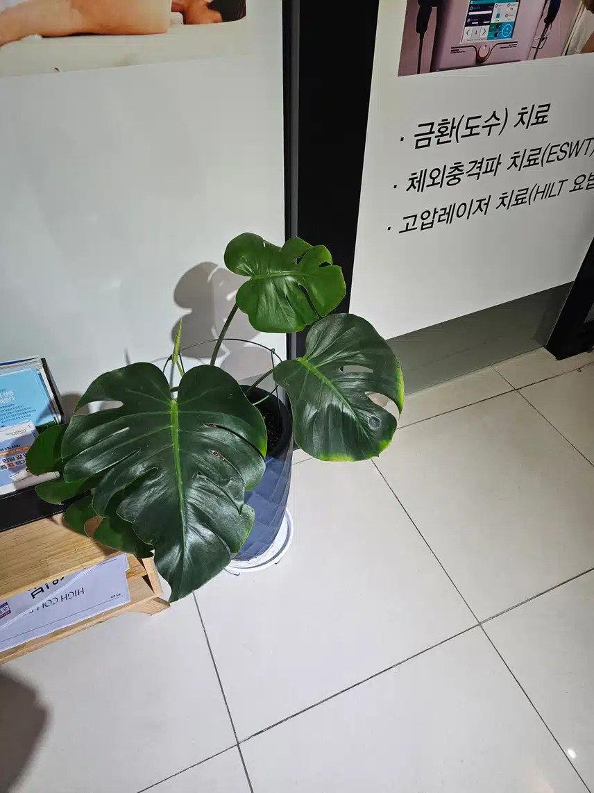 몬스테라(봉래초)