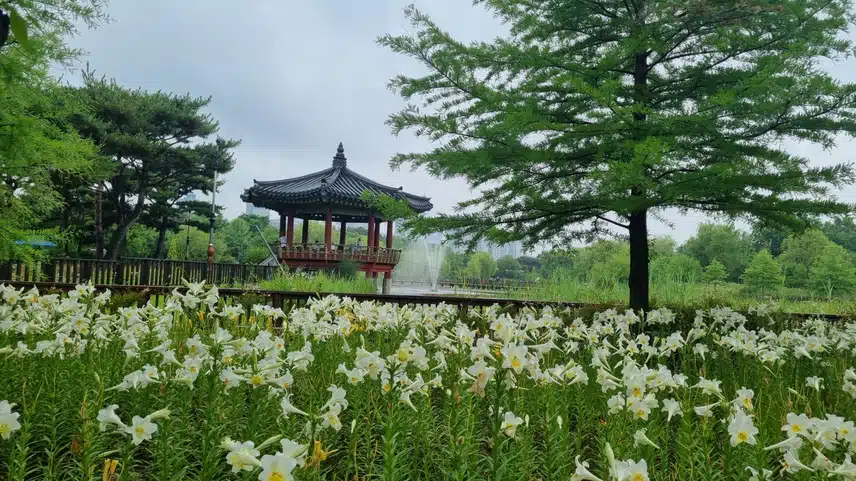 이쁜 백합 보세요 