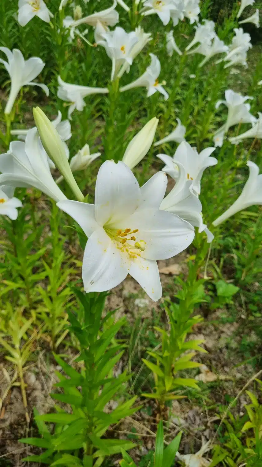 이쁜 백합 보세요 