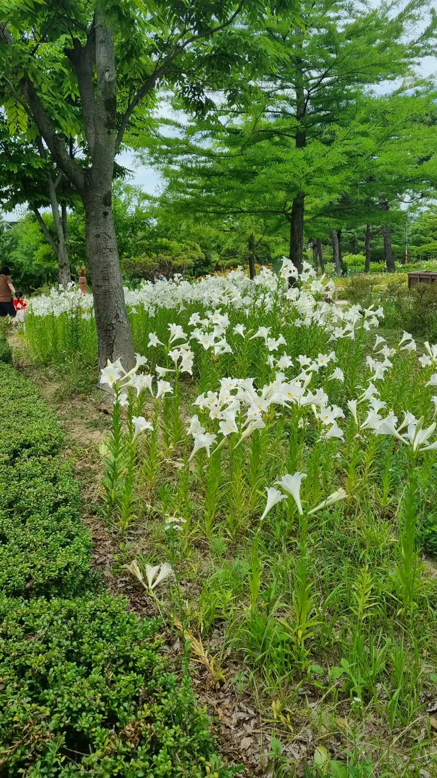 이쁜 백합 보세요 