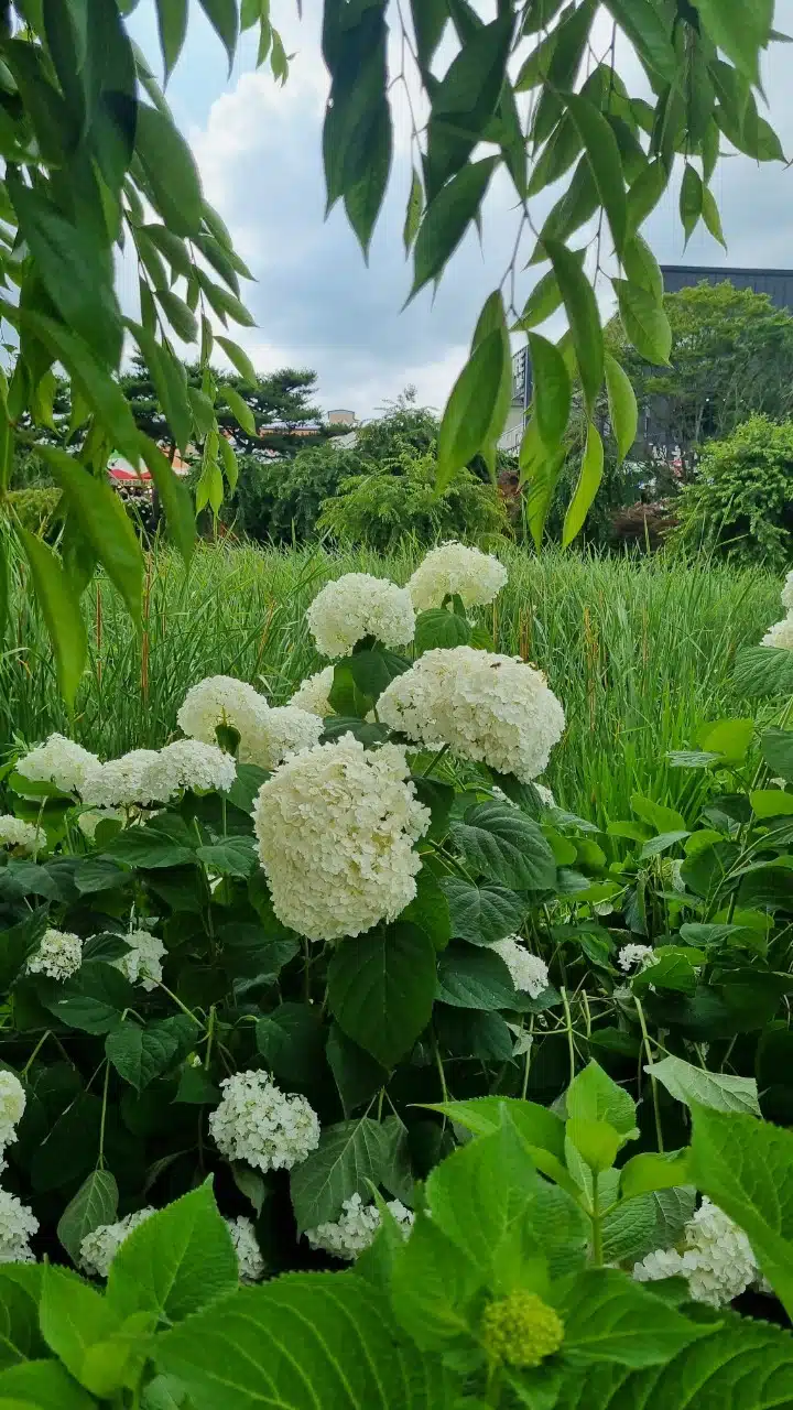 수국축제 더 특이한 꽃 발견 