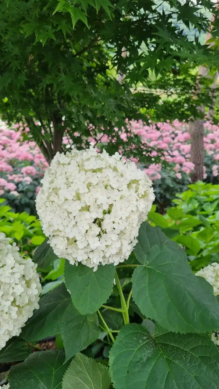 수국축제 더 특이한 꽃 발견 