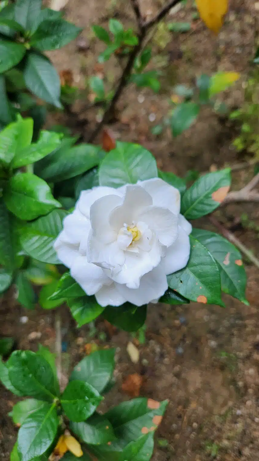 겹치자꽃입니다.
