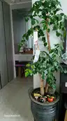 board-img