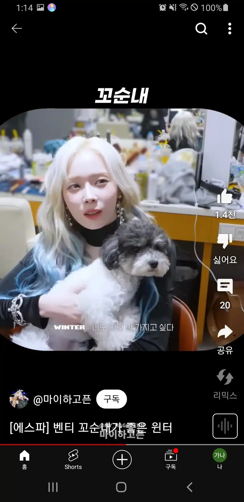 강아지와 잘어울리는 윈터양