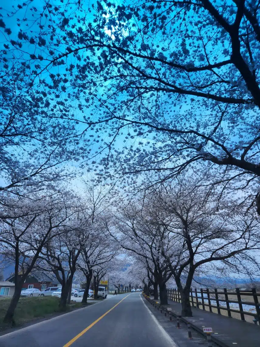 벚꽃시즌때