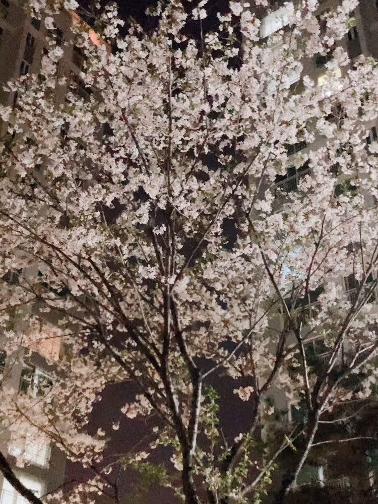 너무 이쁜 벚꽃