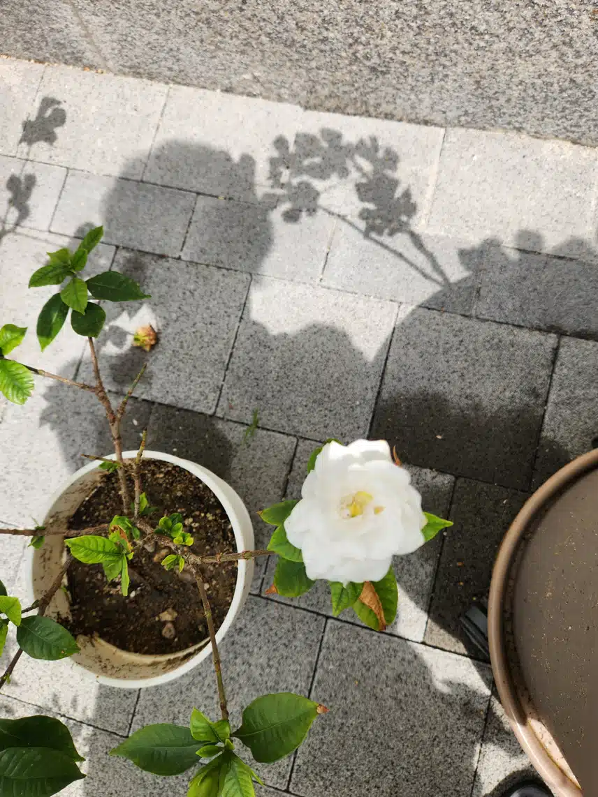 향기가 날듯한 치자꽃
